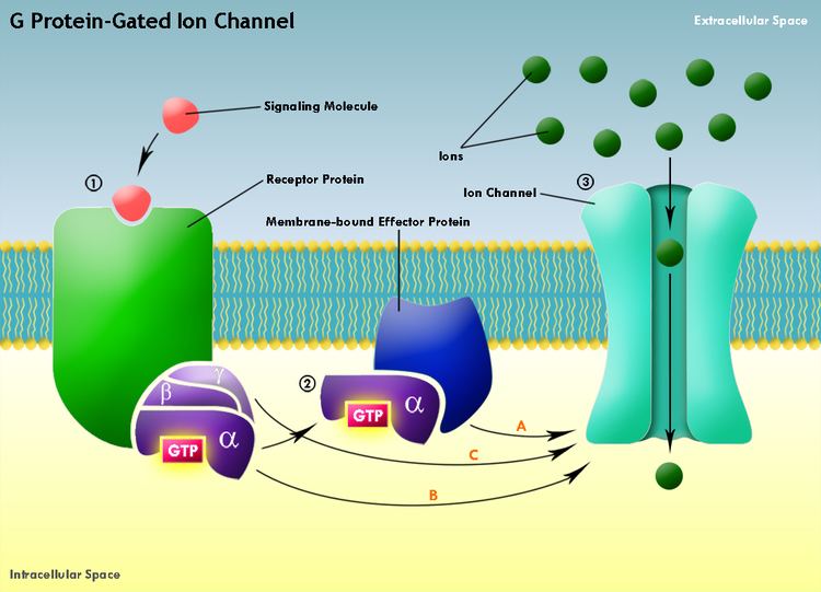 G protein-gated ion channel