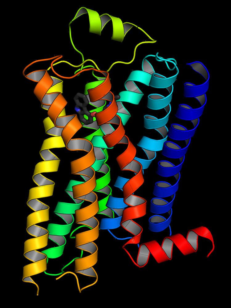 G protein–coupled receptor