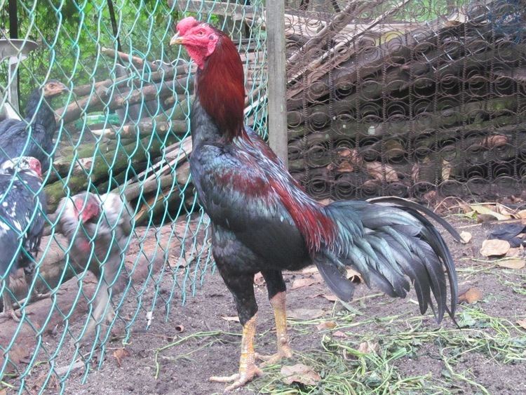 Ga Noi Ga Noi Origin Vietnam Birds Phasianidae Family Chickens Only