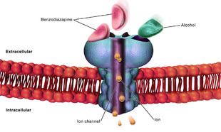 GABA-A Receptor embedded in cell membrane