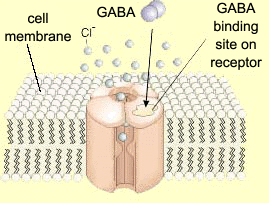Binding of GABA neurotransmitters to GABA-a receptor