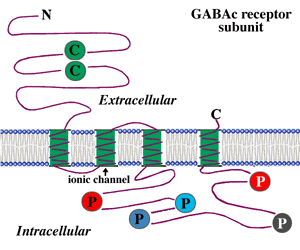 GABAA-rho receptor webvisionmedutahedugifswvHQFig3gif