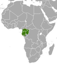 Gabon bushbaby httpsuploadwikimediaorgwikipediacommonsthu