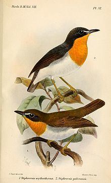 Gabon forest robin httpsuploadwikimediaorgwikipediacommonsthu