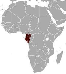 Gabon talapoin httpsuploadwikimediaorgwikipediacommonsthu