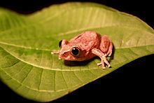 Gaboon forest tree frog httpsuploadwikimediaorgwikipediacommonsthu