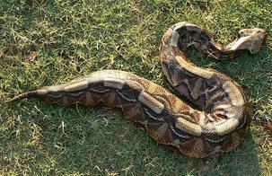 Gaboon viper Gaboon Viper Africa39s Deadly and Beautiful viper Snake Facts