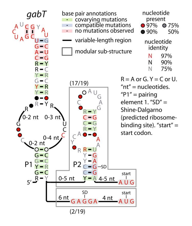 GabT RNA motif