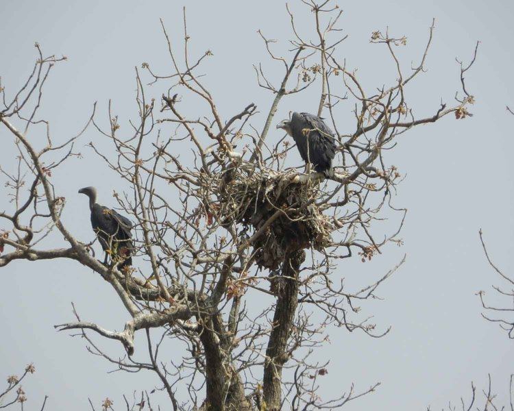 Gadchiroli mahaforestnicinfckimagefileVulture20Nest20Y