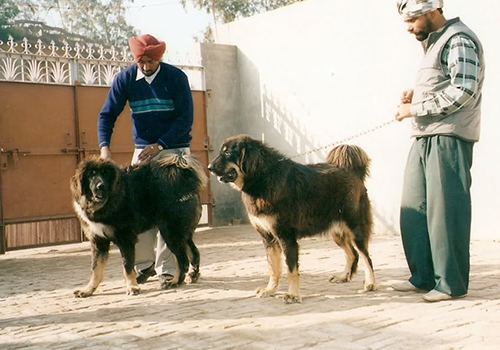 himalayan gaddi dog