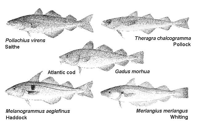 Gadidae Molecular Systematics of codfish