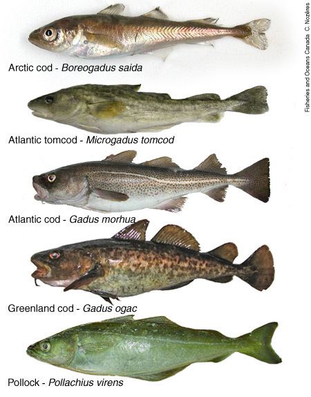 Gadidae Phylogenetic analysis of the bony fishes Morphological and mtDNA
