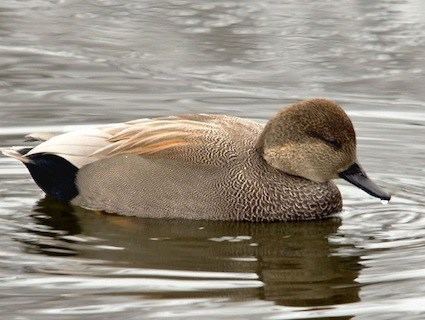 Gadwall Gadwall Identification All About Birds Cornell Lab of Ornithology