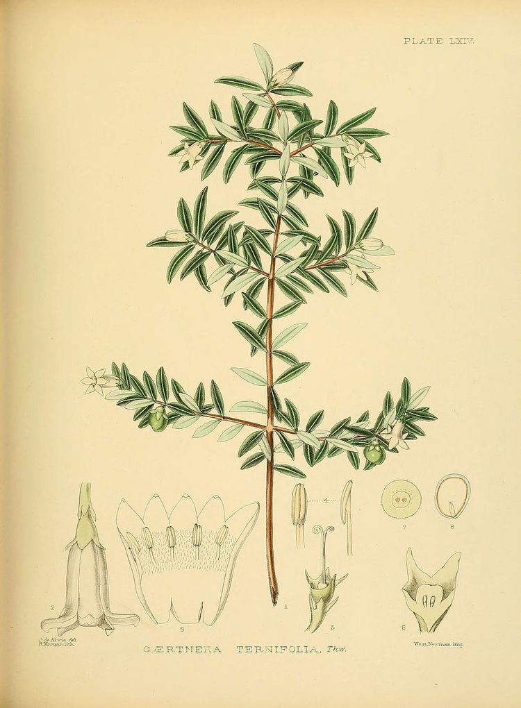 Gaertnera ternifolia