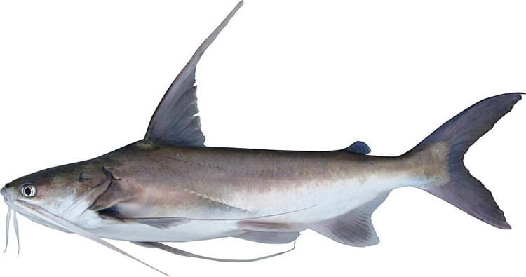 Gafftopsail catfish Hardhead Catfish Ariopsis felis Mississippi saltwater fish