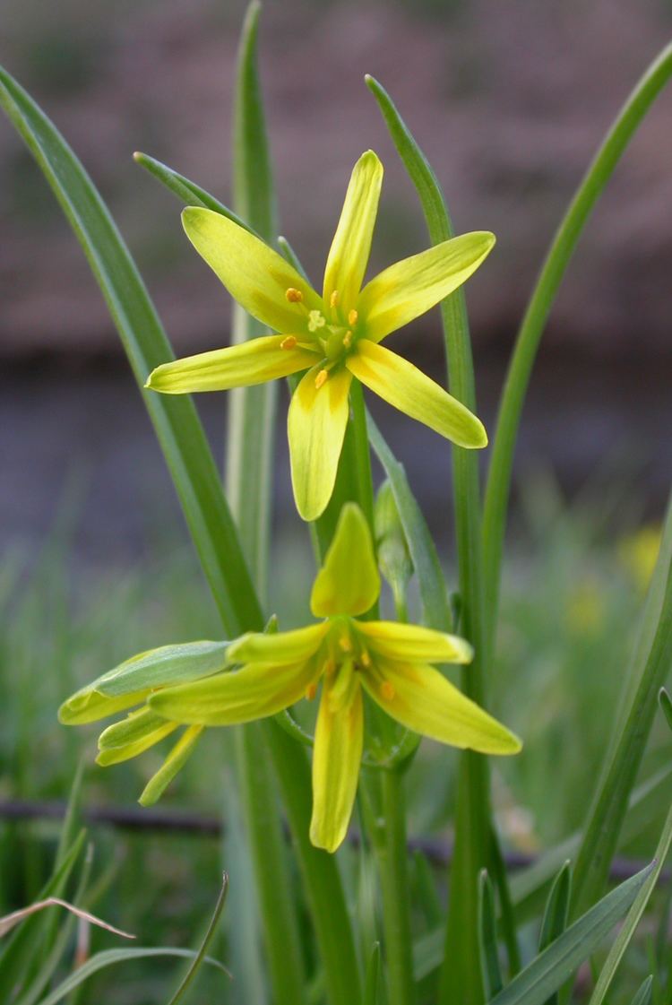 Gagea lutea - Alchetron, The Free Social Encyclopedia