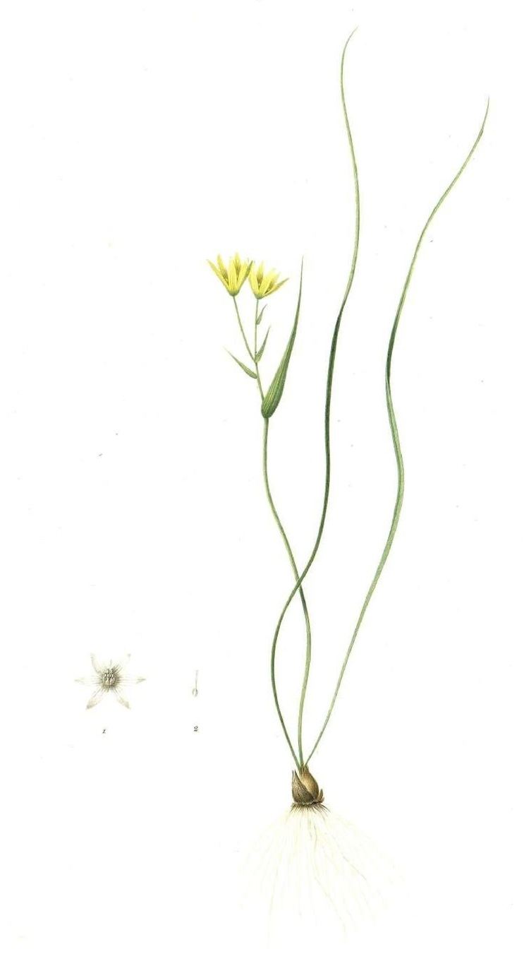 Gagea spathacea Gagea spathacea Wikiwand