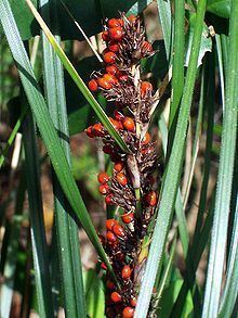 Gahnia aspera Gahnia aspera Wikipedia