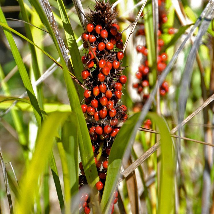 Gahnia aspera httpsaustralianseedcompersistentcatalogueim