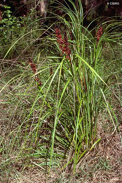 Gahnia aspera Factsheet Gahnia aspera