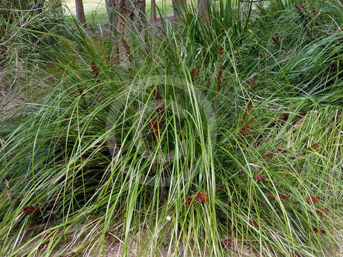 Gahnia aspera Gahnia aspera Rough Saw Sedge information amp photos