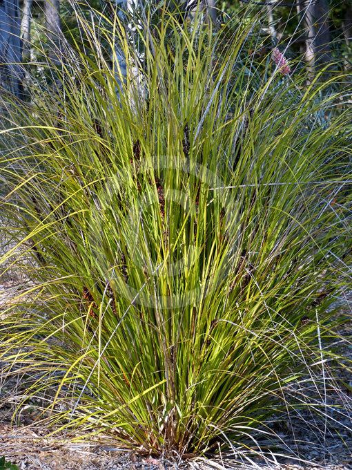 Gahnia aspera Gahnia aspera Rough Saw Sedge information amp photos