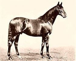 Gainsborough (horse) httpsuploadwikimediaorgwikipediacommonsthu