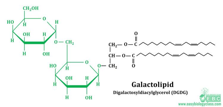 Galactolipid Plasma Membrane Lipids PPT Structure easybiologyclass
