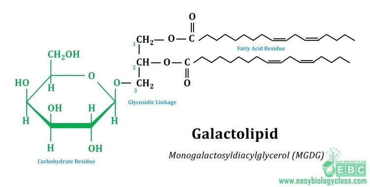 Galactolipid Biochemistry of Membrane Lipids MCQ with Answers easybiologyclass