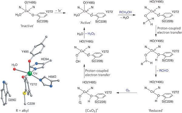 Galactose oxidase Figure 3 Biologically inspired oxidation catalysis Nature