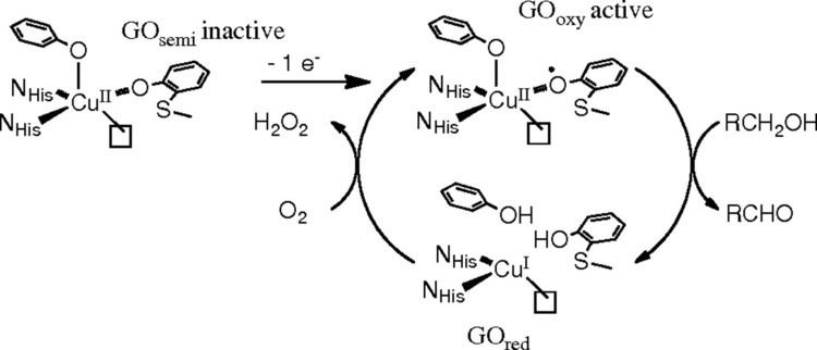 Galactose oxidase Sulfanyl stabilization of copperbonded phenoxyls in model complexes