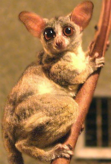 Galago Galago Bush Baby Tiny African Primate Animal Pictures and Facts
