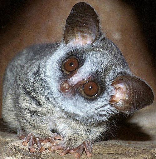 Galago Galago Bush Baby Tiny African Primate Animal Pictures and Facts