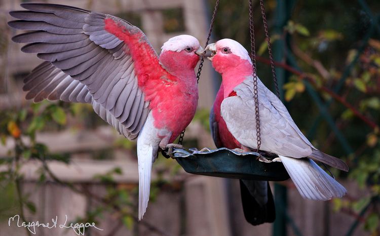 Galah 1000 images about Galah on Pinterest Bay news Devoted to and Parrots