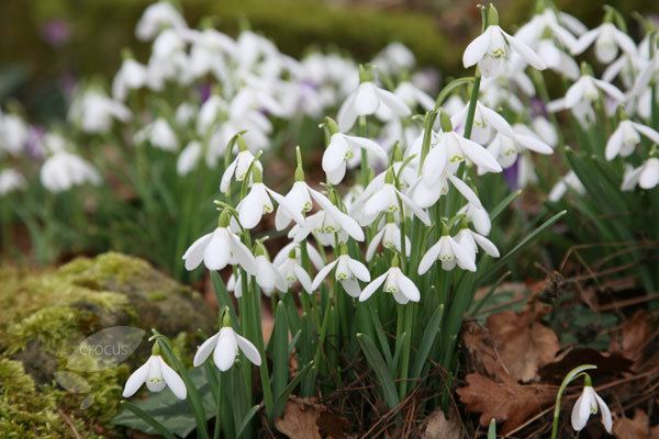 Galanthus nivalis Buy common snowdrop bulbs Galanthus nivalis Delivery by Crocus