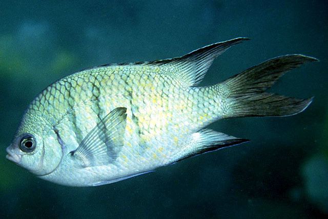 Galapagos damsel Fish Identification