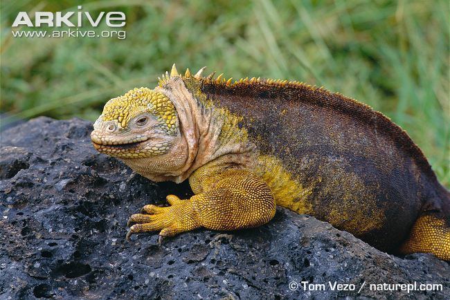 Galapagos land iguana Galapagos land iguana videos photos and facts Conolophus