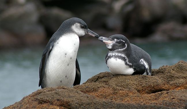 Galapagos penguin Increasing the Galapagos Penguin Population Galapagos Conservancy
