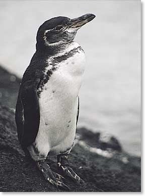 Galapagos penguin Galapagos Penguin ltigtSpheniscus mendiculusltigt