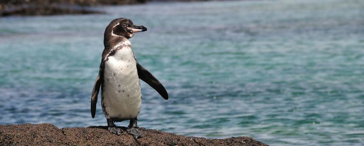 Galapagos penguin Endangered Galapagos Penguin Population Doubles Discovery Blog