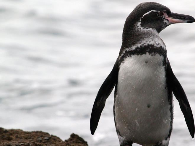 Galapagos penguin Galpagos Penguin Species WWF