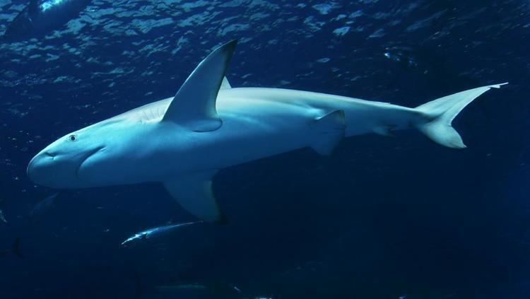 Galapagos shark Galapagos shark Open Waters Fishes Carcharhinus galapagensis at
