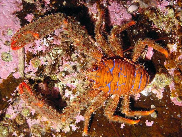 Galathea strigosa Squat Lobster Galathea strigosa