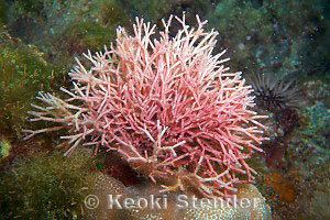 Galaxaura Red Seaweeds Page 1