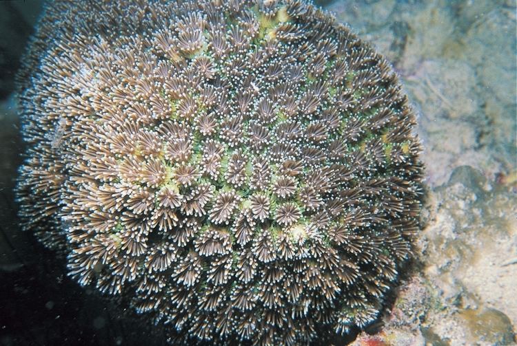 Galaxea Galaxea fascicularis Corals of the World Photos maps and