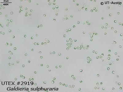 Galdieria sulphuraria UTEX 2919 Galdieria sulphuraria UTEX Culture Collection of Algae