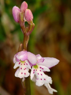 Galearis rotundifolia Alaska Wildflowersus Galearis rotundifolia Banks ex Pursh RM