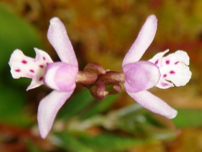 Galearis rotundifolia Alaska Wildflowersus Galearis rotundifolia Banks ex Pursh RM