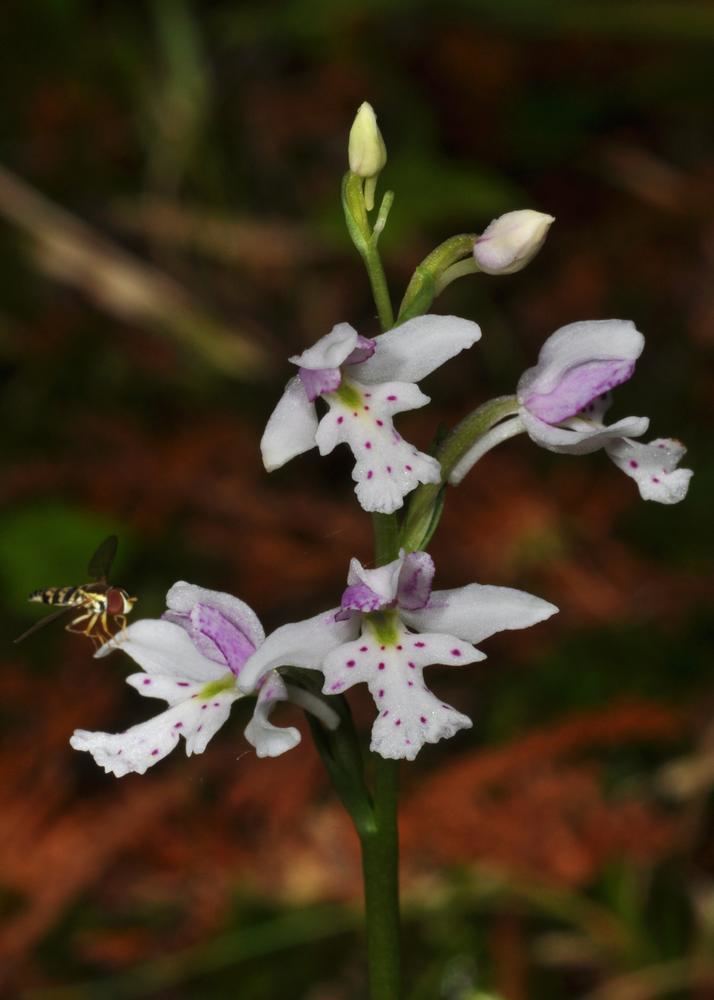 Galearis rotundifolia Galearis rotundifolia Fly Speckled Orchid One Leaf Orchid