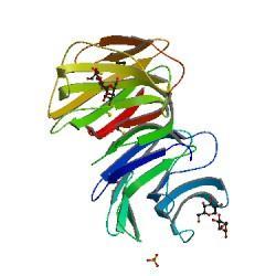 Galectin-1 galectin1 human